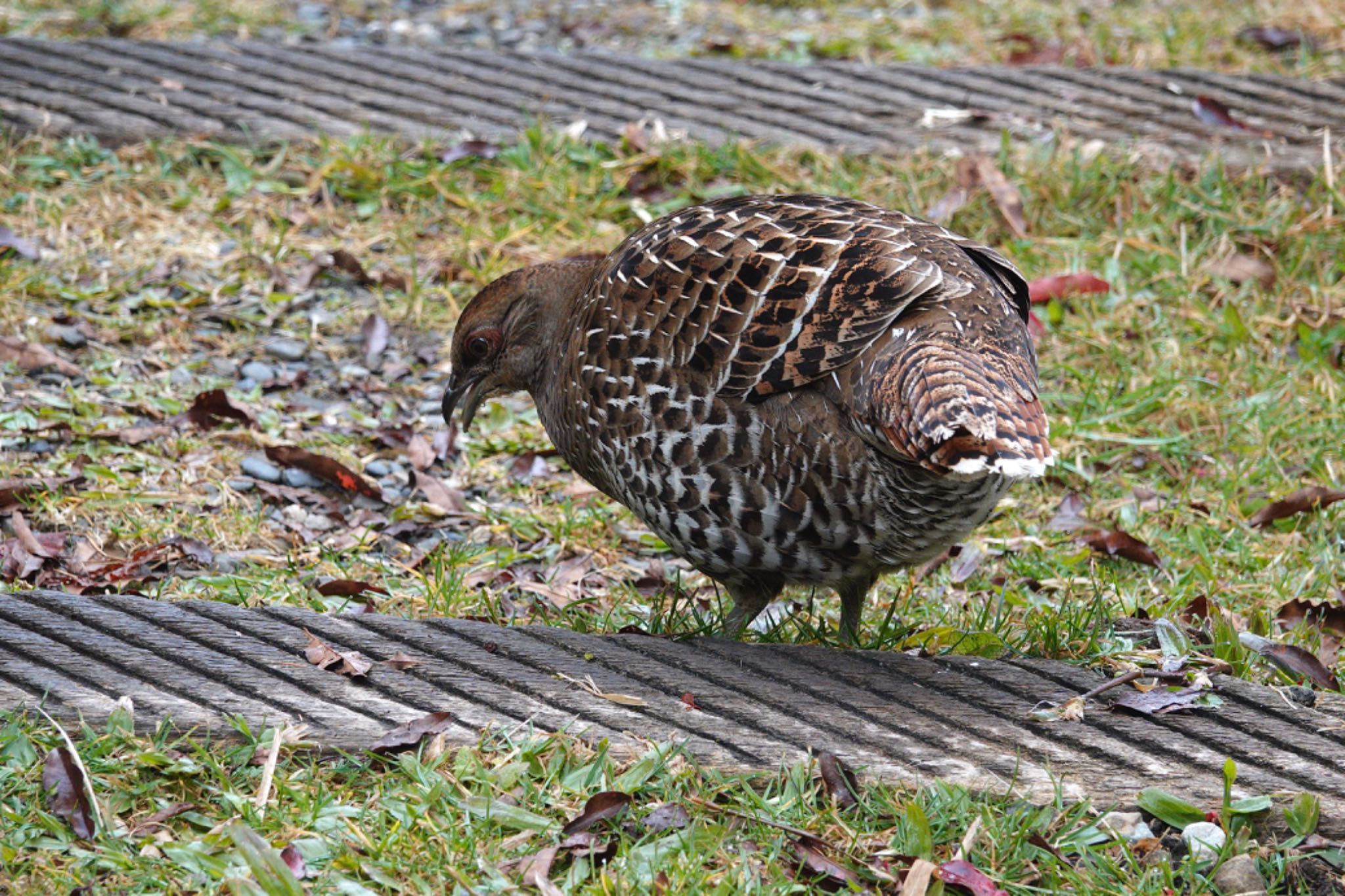 Photo of Mikado Pheasant at 阿里山国家森林遊楽区 by のどか