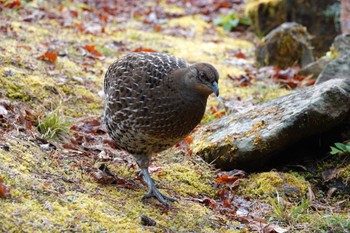 Mikado Pheasant 阿里山国家森林遊楽区 Thu, 1/25/2024