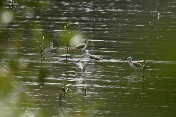 アオアシシギ Sungei Buloh Wetland Reserve 2018年11月10日(土)