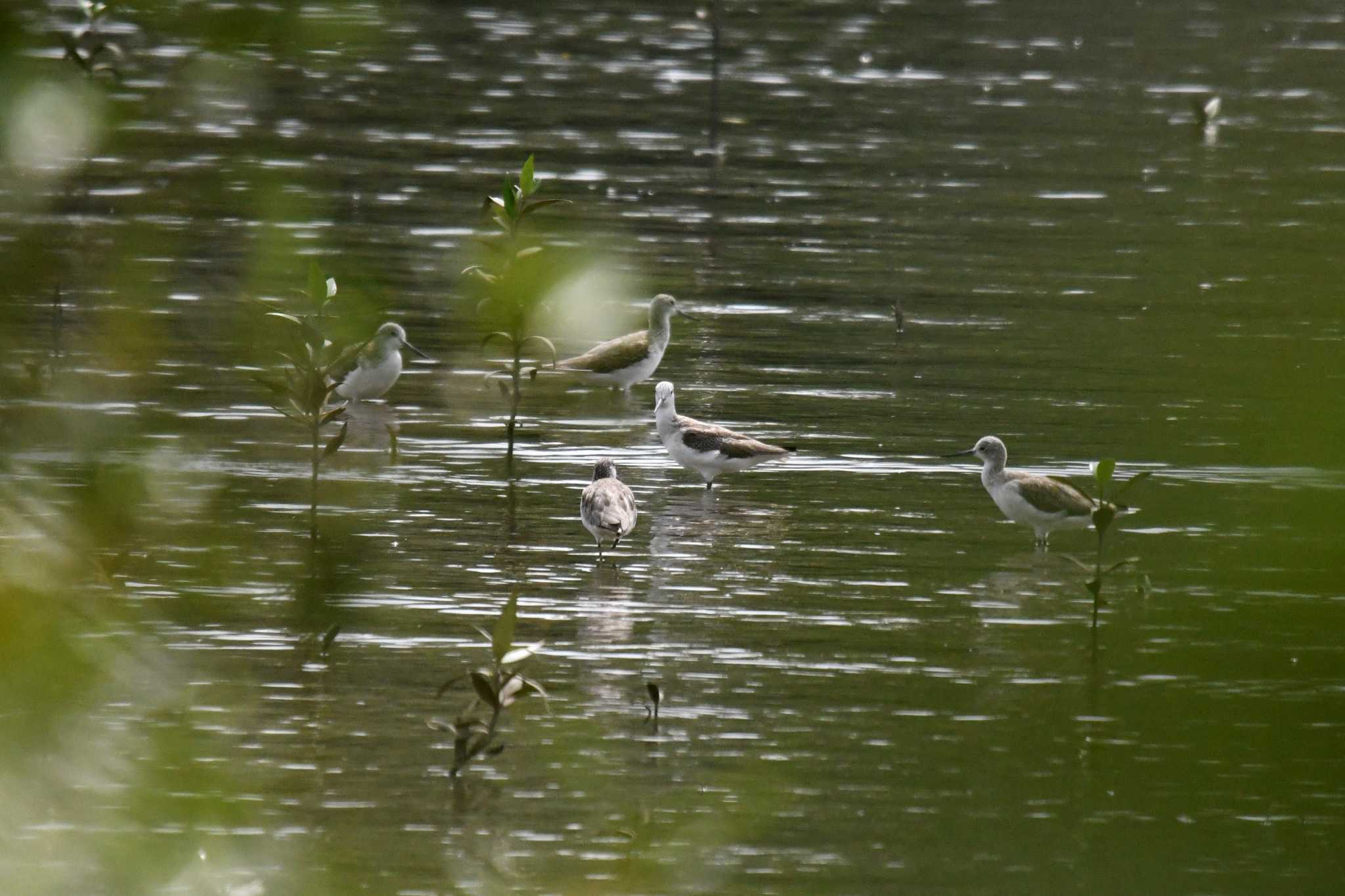 Common Greenshank