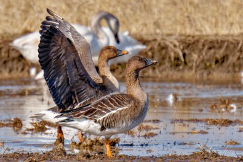 Tundra Bean Goose 夏目の堰 (八丁堰) Sat, 2/10/2024