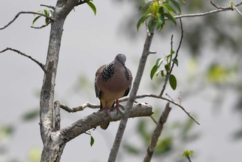 Spotted Dove Sungei Buloh Wetland Reserve Sat, 11/10/2018