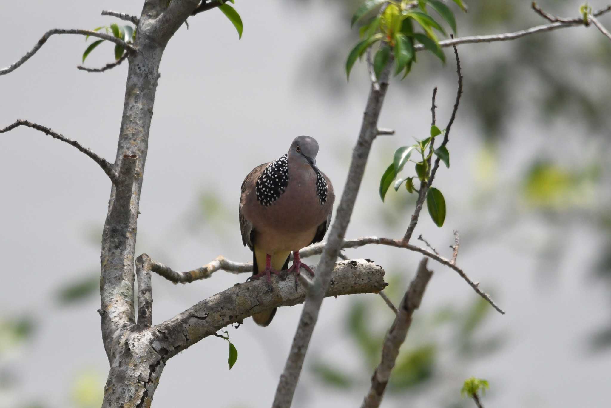 Spotted Dove