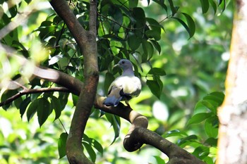 コアオバト Sungei Buloh Wetland Reserve 2018年11月10日(土)