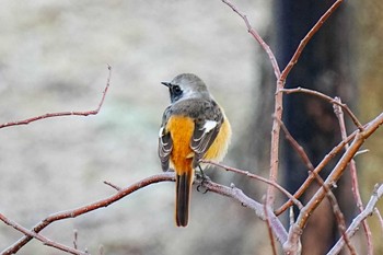 2024年2月10日(土) 細口公園(みよし市)の野鳥観察記録