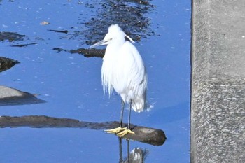 コサギ 葛西臨海公園 2024年2月11日(日)