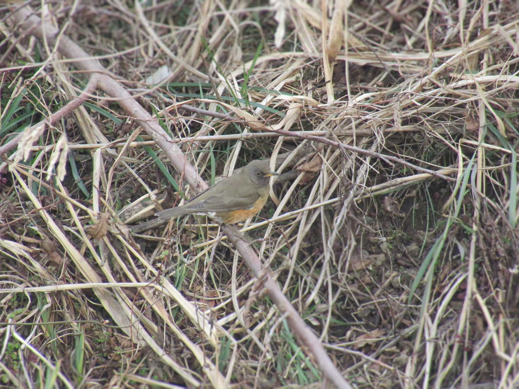 Brown-headed Thrush