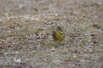 アオジ 愛知県 2024年2月11日(日)