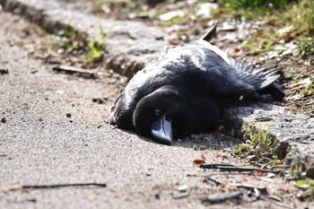 Large-billed Crow Oizumi Ryokuchi Park Sun, 2/11/2024