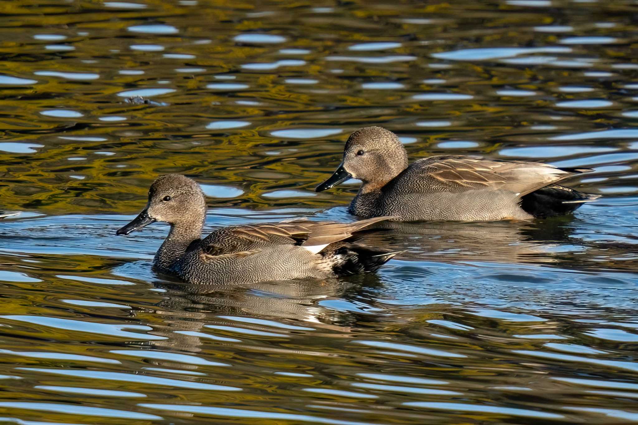 Gadwall