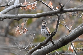 Dusky Thrush じゅん菜池緑地(蓴菜池緑地) Sun, 12/24/2023