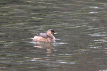 Little Grebe じゅん菜池緑地(蓴菜池緑地) Sun, 12/24/2023