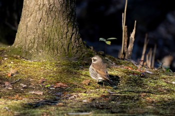 Sat, 2/10/2024 Birding report at 洲原公園