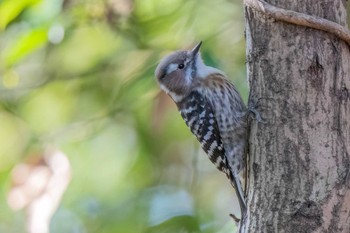 Japanese Pygmy Woodpecker 洲原公園 Sat, 2/10/2024