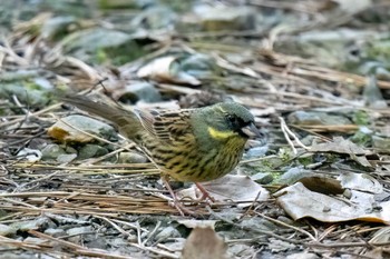 アオジ 洲原公園 2024年2月10日(土)