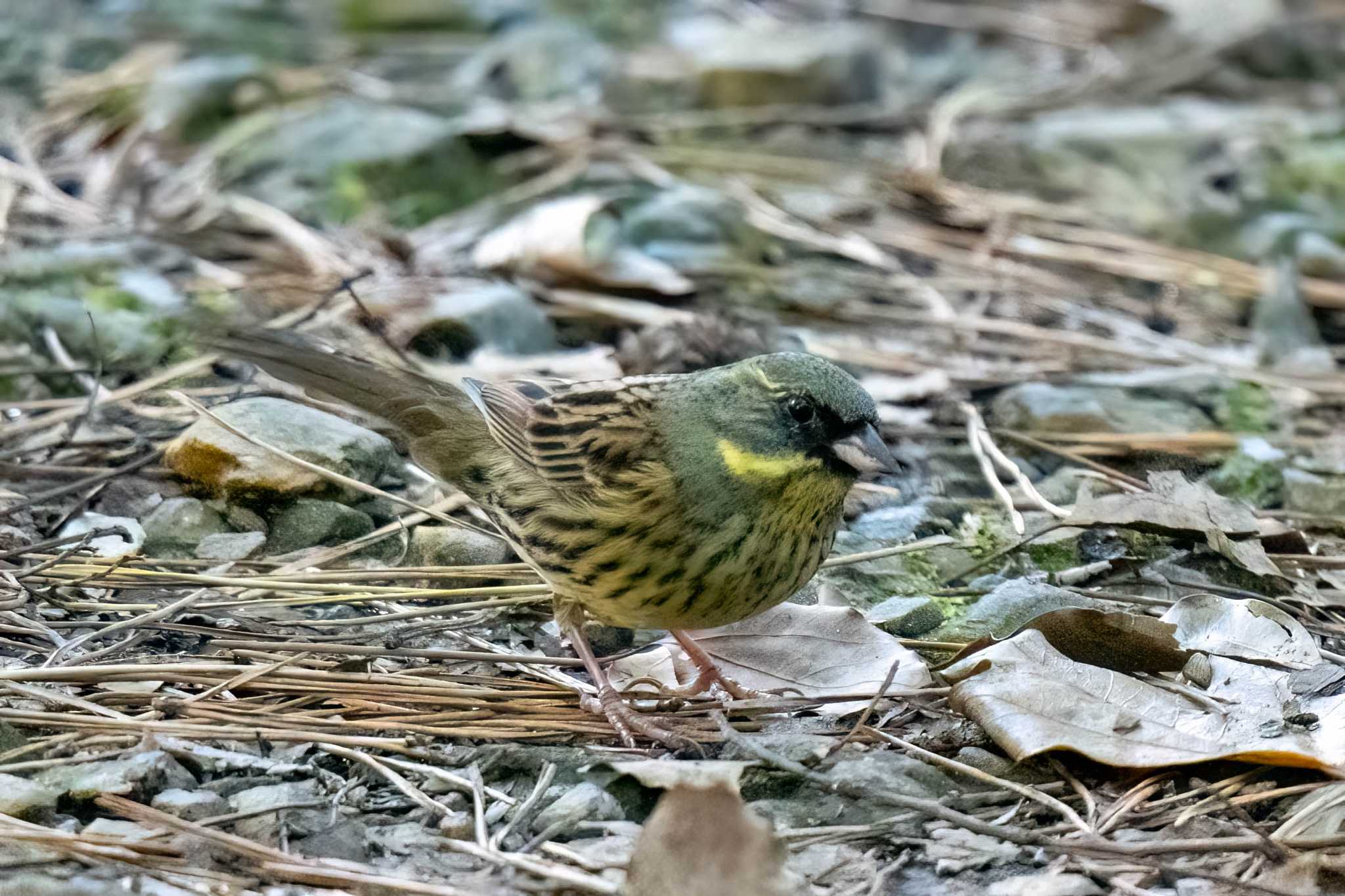 Masked Bunting