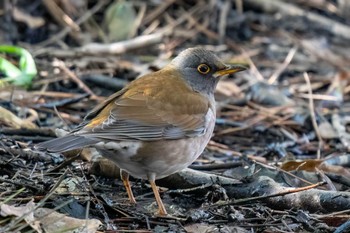 Pale Thrush 洲原公園 Sat, 2/10/2024