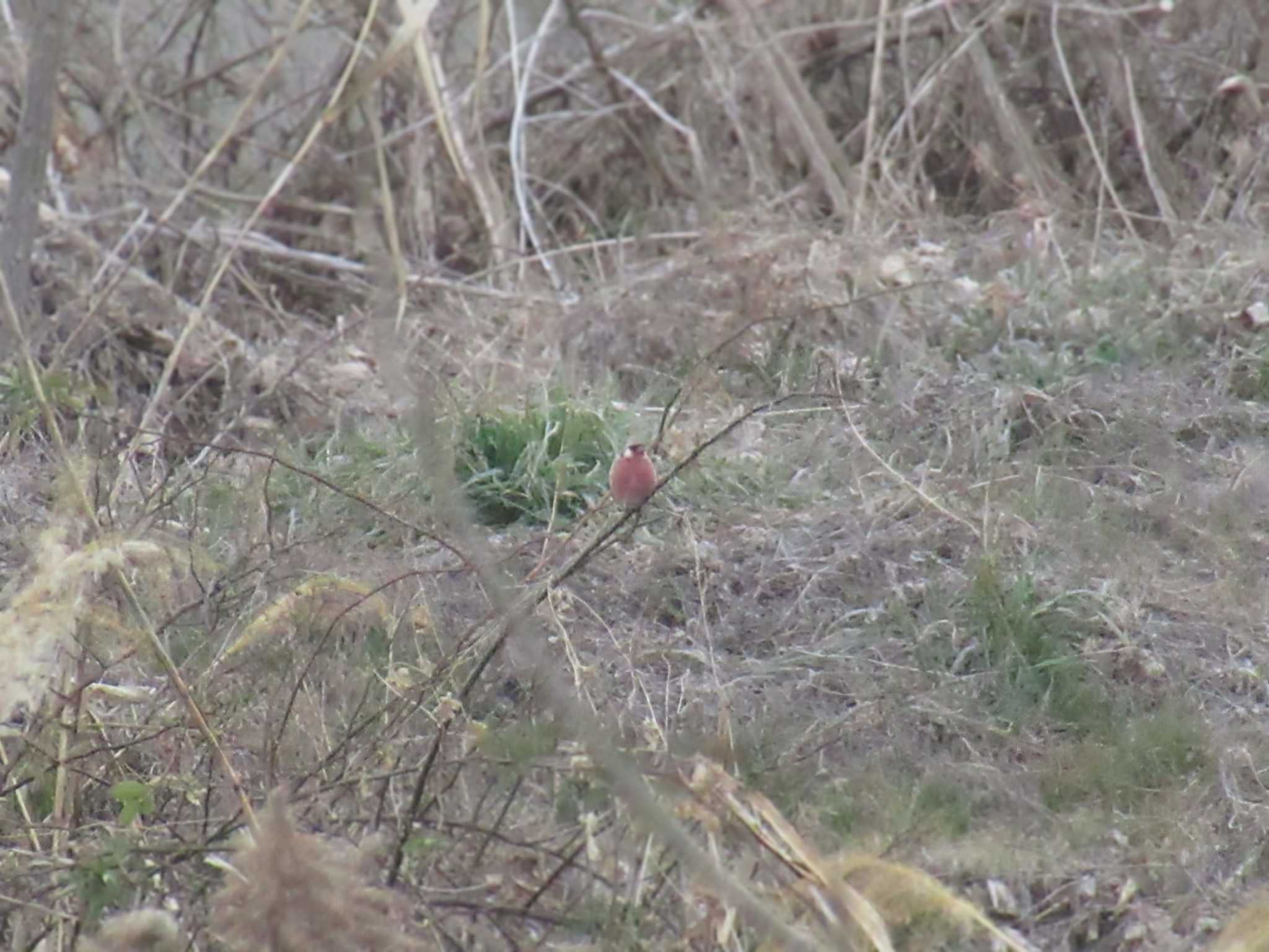 Siberian Long-tailed Rosefinch