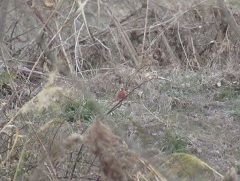 Siberian Long-tailed Rosefinch 相模大堰 Sun, 2/11/2024