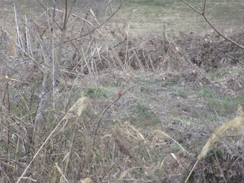 Siberian Long-tailed Rosefinch 相模大堰 Sun, 2/11/2024