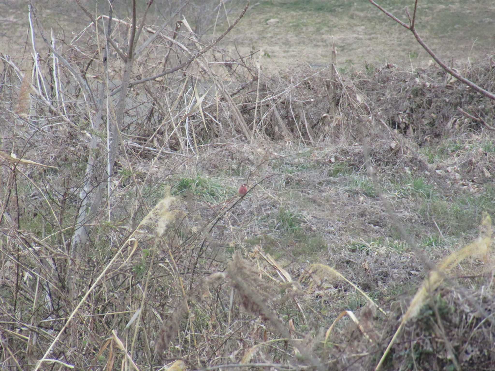 Siberian Long-tailed Rosefinch