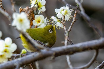 メジロ 洲原公園 2024年2月10日(土)