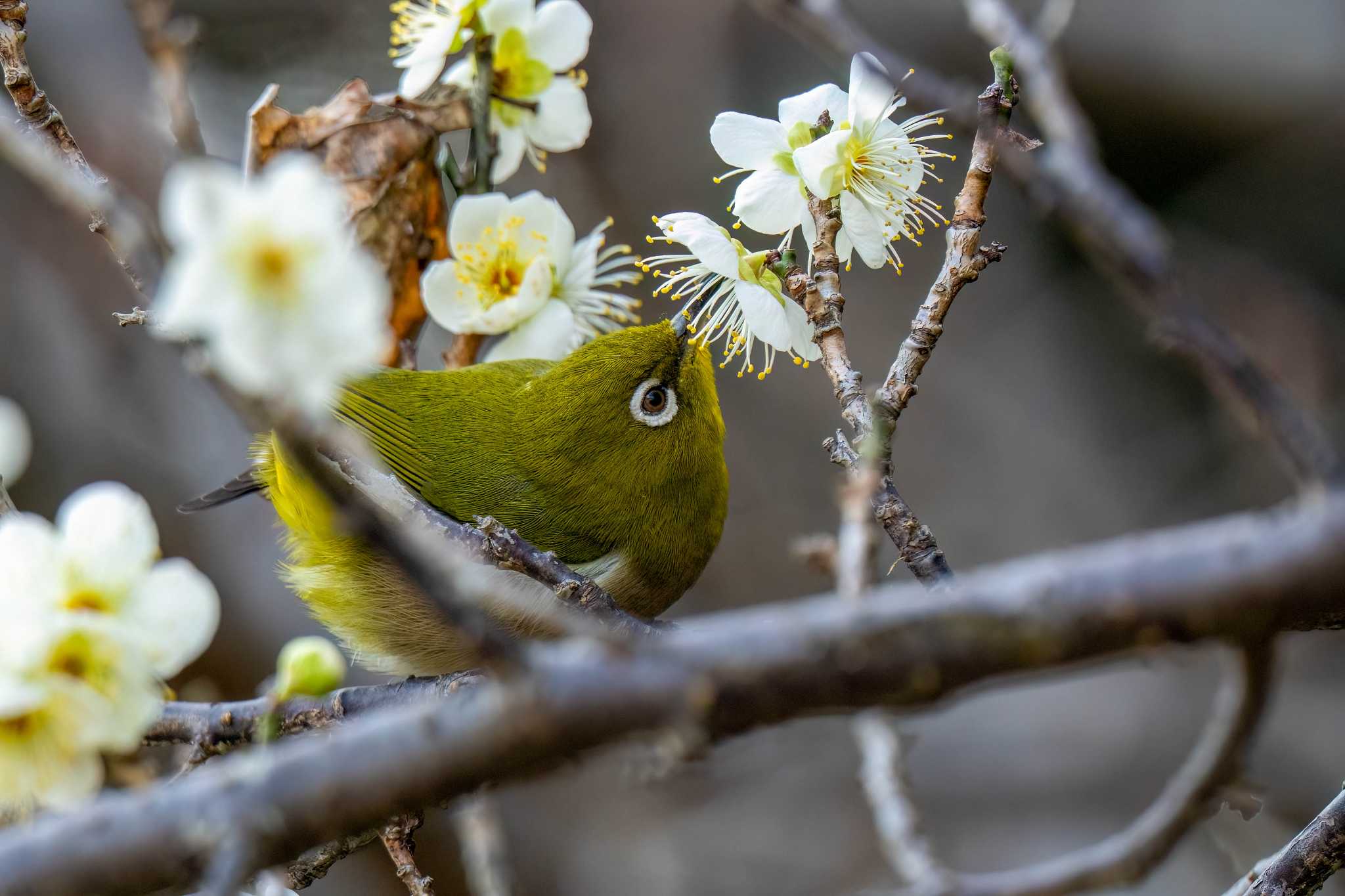 Warbling White-eye