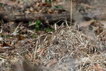 Rustic Bunting 神奈川県自然環境保全センター Sun, 2/11/2024