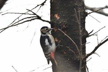 Great Spotted Woodpecker 神奈川県自然環境保全センター Sun, 2/11/2024