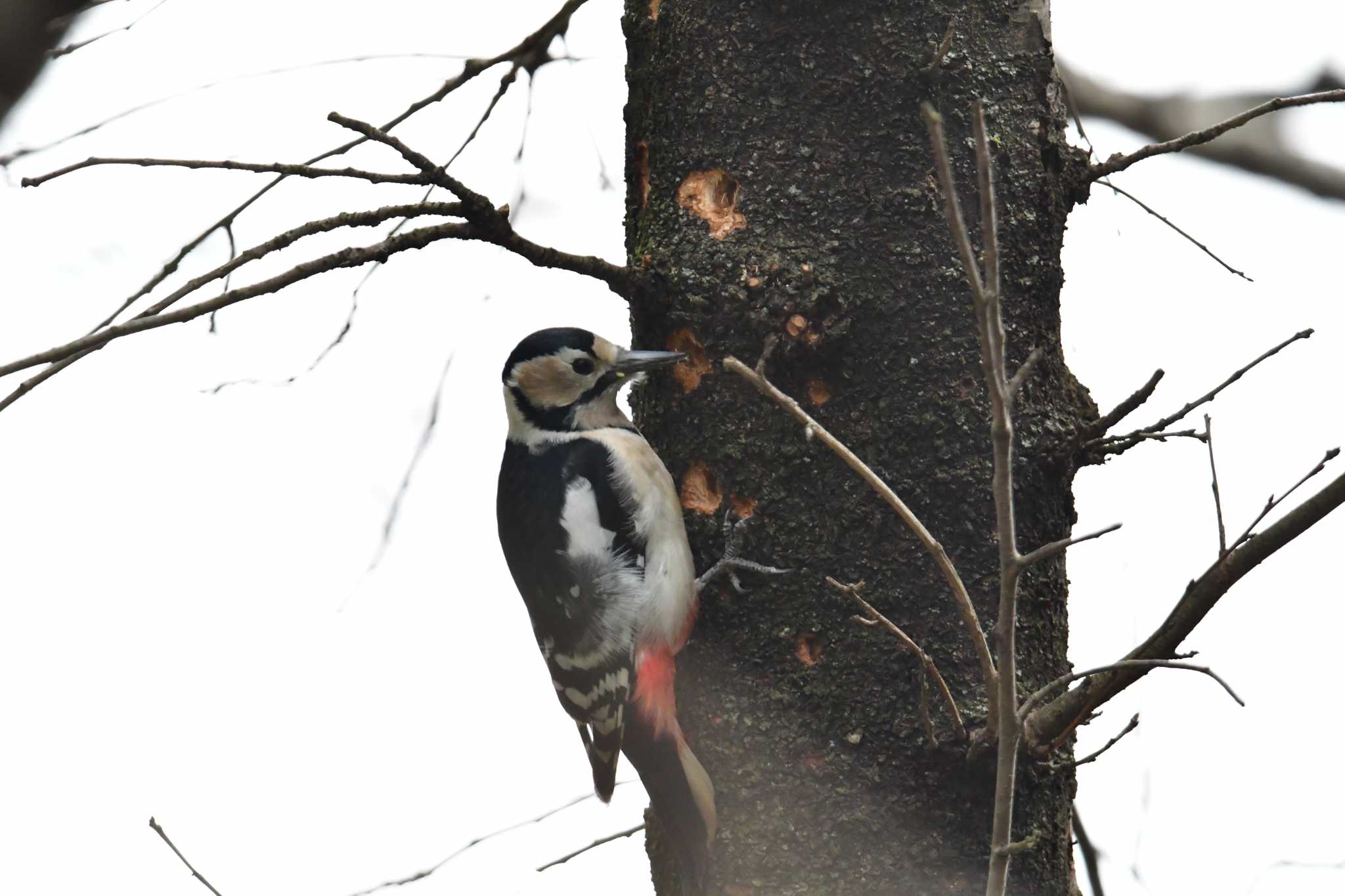 Photo of Great Spotted Woodpecker at 神奈川県自然環境保全センター by seigo0814