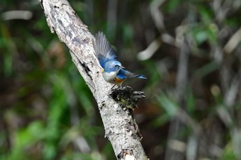 Red-flanked Bluetail 神奈川県自然環境保全センター Sun, 2/11/2024