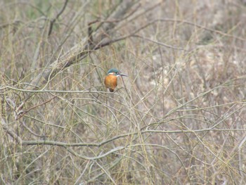 Common Kingfisher 相模大堰 Sun, 2/11/2024