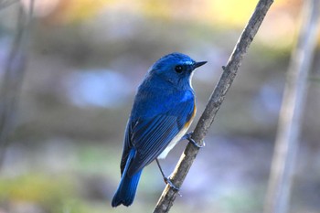 ルリビタキ 井頭公園 2024年1月4日(木)