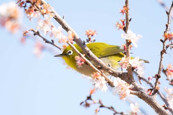 2024年2月10日(土) 八ッ谷池(豊田市)の野鳥観察記録