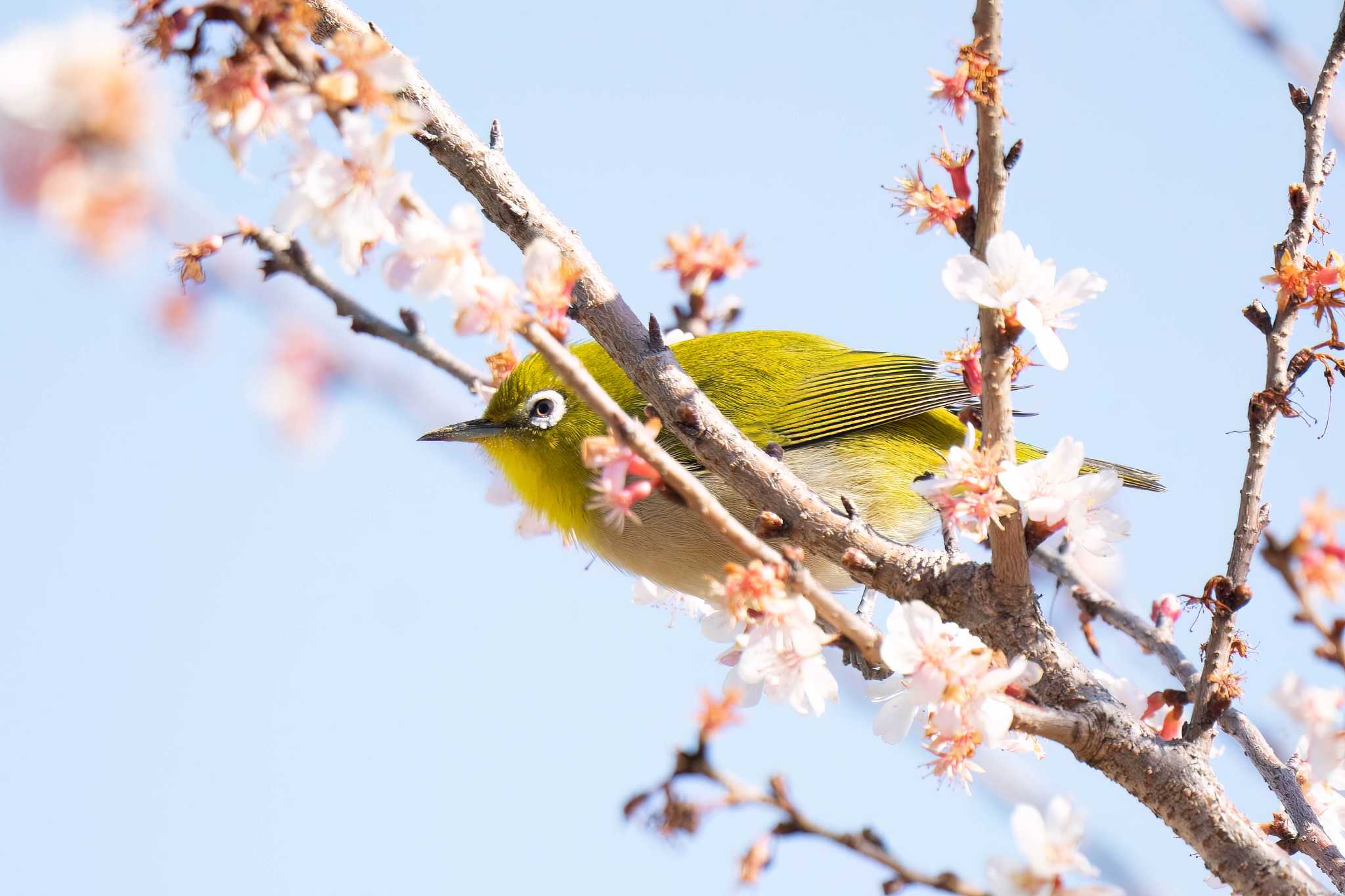 Photo of Warbling White-eye at 八ッ谷池(豊田市) by porco nero