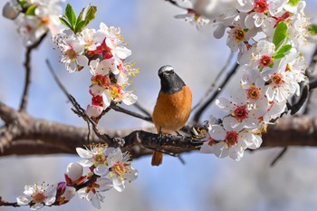 Daurian Redstart 群馬県 Sun, 2/11/2024