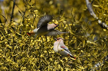 Japanese Waxwing 群馬県 Sun, 2/11/2024