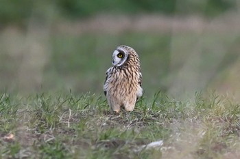 Short-eared Owl 関東地方 Sun, 2/11/2024