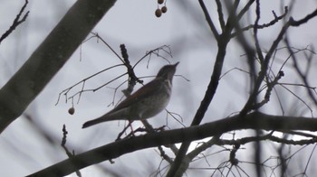 Unknown Species 佐野植物公園 Wed, 2/7/2024