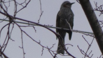 Brown-eared Bulbul 佐野植物公園 Wed, 2/7/2024