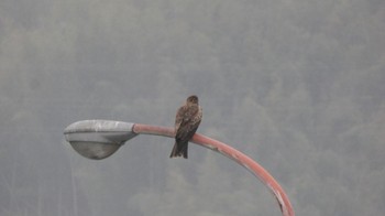 Black Kite 佐伯港 Sun, 2/4/2024