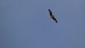 Osprey 大野川 Thu, 2/8/2024