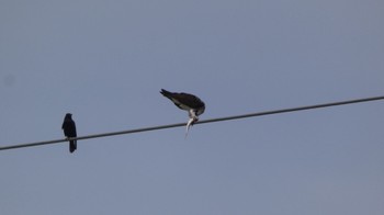 Osprey 大野川 Thu, 2/8/2024