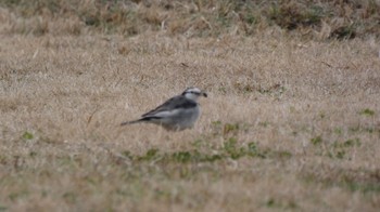 White Wagtail 佐野植物公園 Wed, 2/7/2024