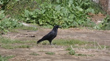 Carrion Crow 大野川 Thu, 2/8/2024