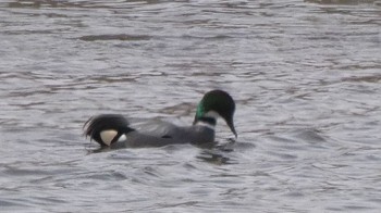 Falcated Duck 大野川 Thu, 2/8/2024