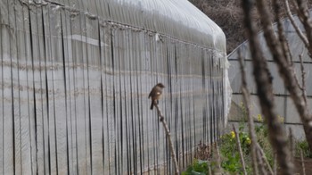 ジョウビタキ 大野川 2024年2月8日(木)