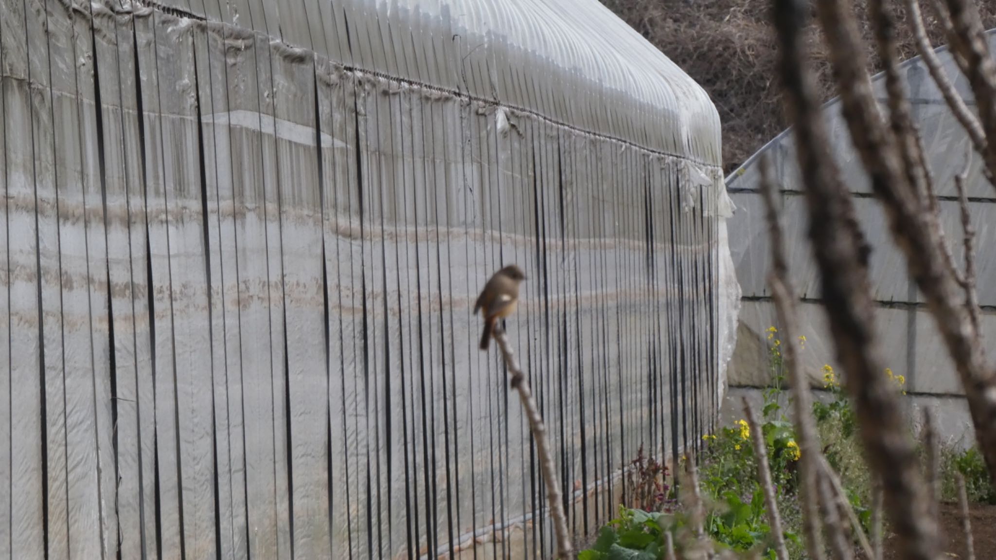 大野川 ジョウビタキの写真 by しらす