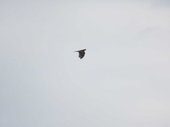 Eurasian Sparrowhawk 相模大堰 Sun, 2/11/2024