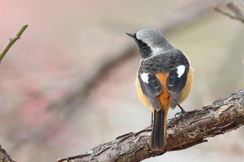 Daurian Redstart 東京都多摩地域 Sun, 1/29/2017